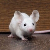 A Common Plant-Based Supplement Was Able To Restore Hearing In Mice. Human Ears Could Be Next