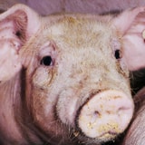 Scientists Just Tried Growing Human Kidneys In Pigs