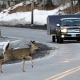 How Cars Ruin Wild Animals’ Lives